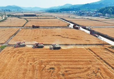 达道宝 两通电话，1200亩小麦一站式收储（三夏进行时）