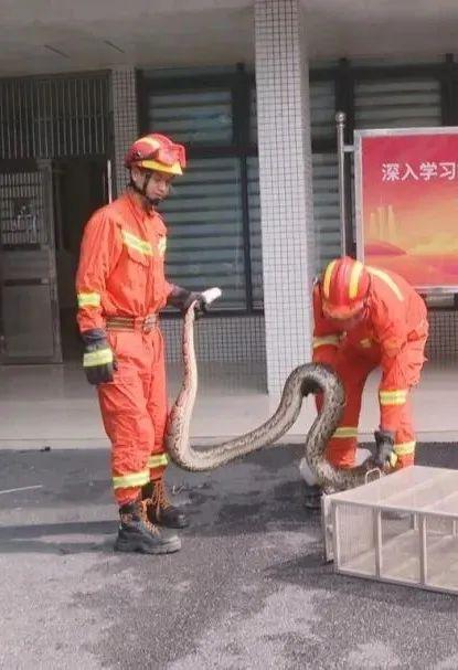 信汇网 清远一蟒蛇试图捕食小狗被发现